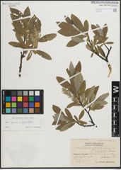 Foto von Salix glauca L. x Salix phylicifolia L.